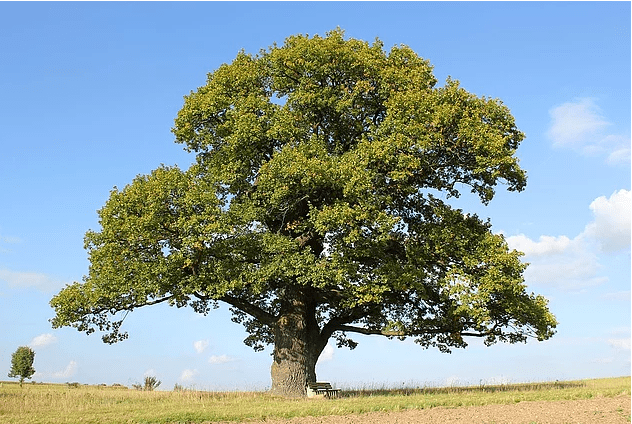 The best time to plant a tree